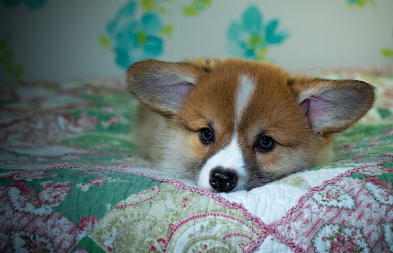 99exch Review: How India’s Emerging Crypto Exchange Stands Out in 2024 99exch Review: How India’s Emerging Crypto Exchange Stands Out in 2024